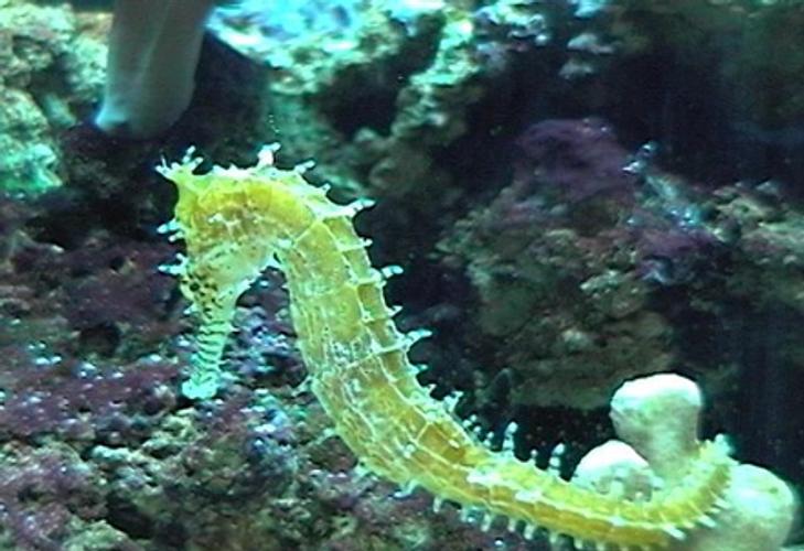 The Secret to Keeping Seahorses The Secret to Keeping Seahorses