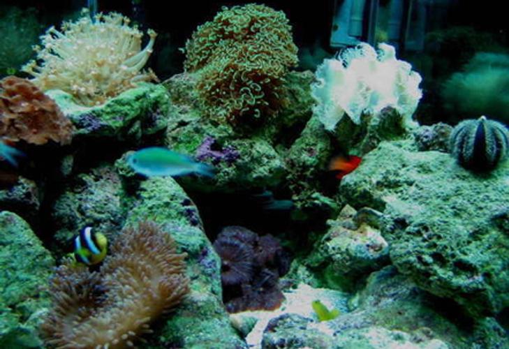 Kalkwasser for the Marine Tank Kalkwasser for the Marine Tank