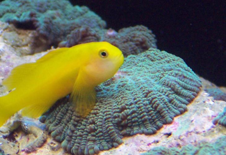 Trending: Colorful Species for the Marine Tank Trending: Colorful Species for the Marine Tank