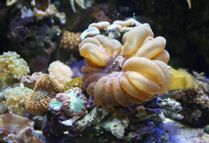 The Top New Coral Species of 2013 The Top New Coral Species of 2013