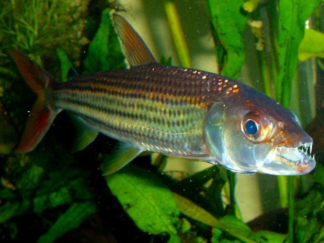 Aquascaping Tips to Reduce Aggression in Fish Aquascaping Tips to Reduce Aggression in Fish