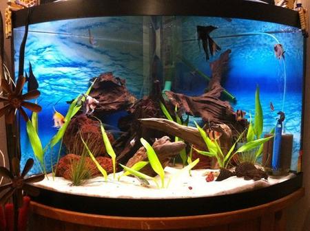 When and How to Upgrade to a Larger Tank