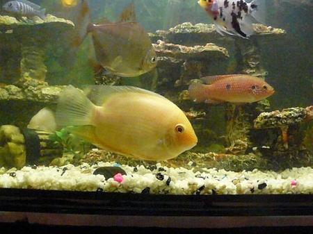 The Basics of Freshwater Fish Compatibility