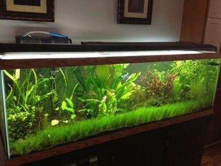 Fish to Avoid for Planted Freshwater Tanks