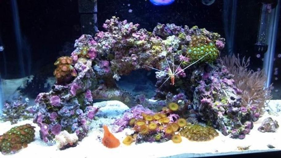 The Best Auto Top Off Devices For Saltwater Aquariums - Reef Builders Gear  Guide, Reef Builders