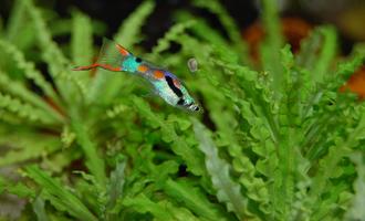 How to Culture Infusoria for Baby Fish