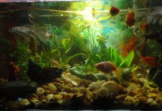 Safety Tips for Freshwater Aquariums