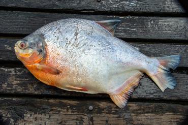 Cultivating a Tank for Red Bellied Pacus