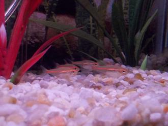 Trending: Glow in the Dark Fish