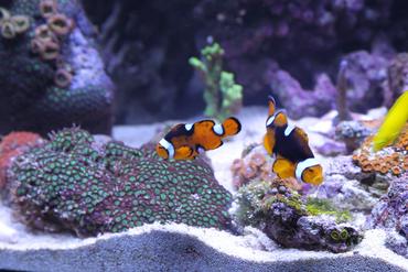 Photo #1 - My 90 Gallon Reef! - In The Tank: 3 Yellow Tangs