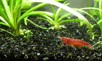 Shrimp in the Home Aquarium: Spring 2017 Aquarium Trends