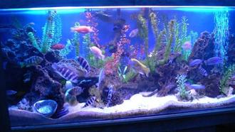 Why Keep Aquarium Fish?