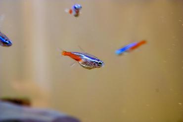 Best Fish for a 10 Gallon Tank with Plants