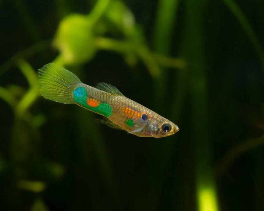 Best Fish for a 10-Gallon Tank with Plants: A Complete Guide for Beginners Best Fish for a 10-Gallon Tank with Plants: A Complete Guide for Beginners