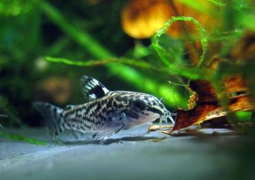 Best Fish for a 10-Gallon Tank with Plants: Top Choices for a Thriving Nano Aquarium