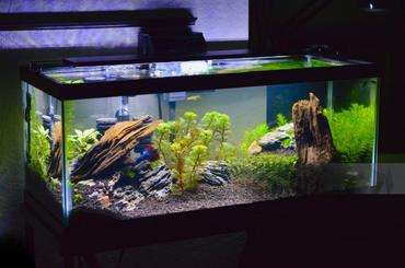 What Is Driftwood Doing in Your Tank?