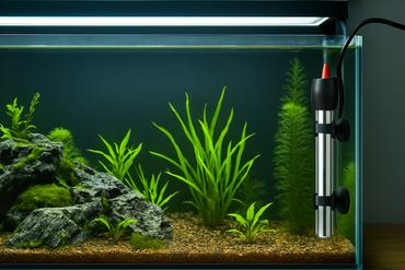 Aquarium Temperature Guide: What’s Best for Your Fish?