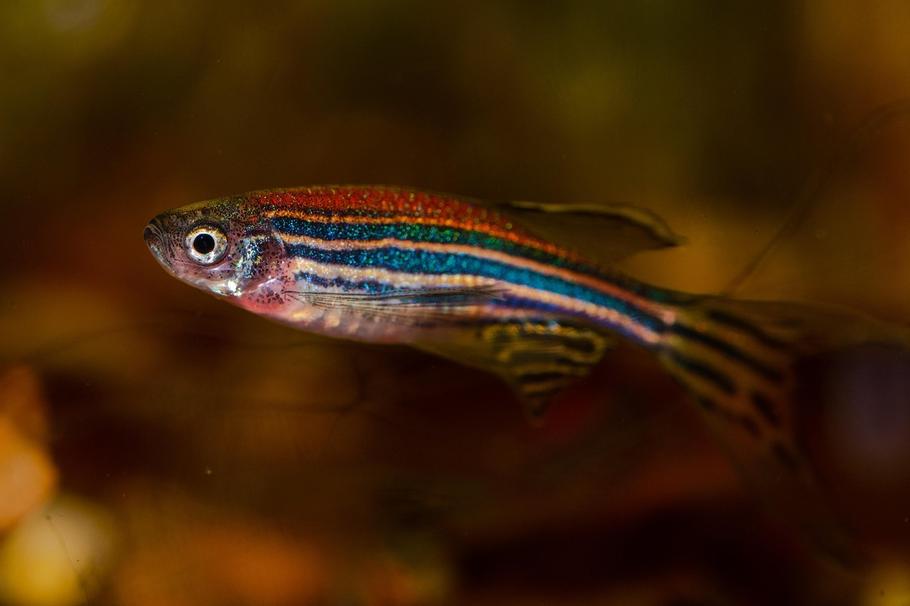 Top 10 Beginner-Friendly Freshwater Fish (With Care & Compatibility Tips) Top 10 Beginner-Friendly Freshwater Fish (With Care & Compatibility Tips)