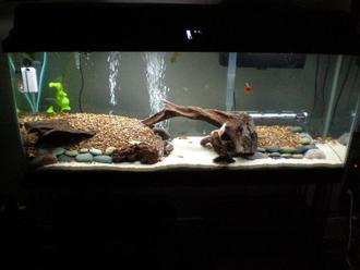All About Tropical Fish Tanks