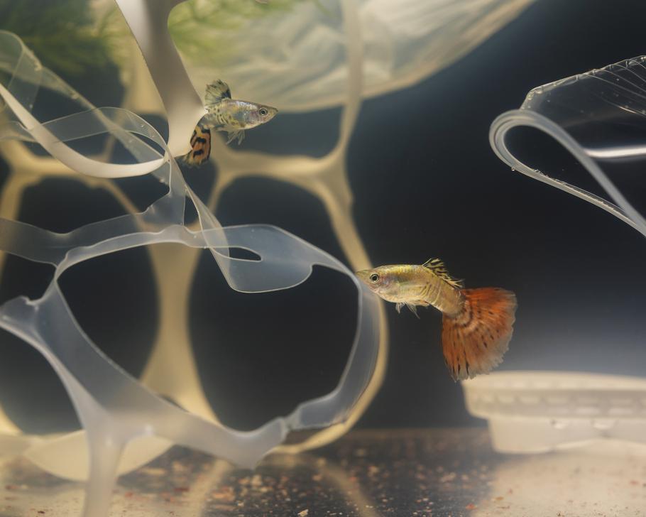 How to Fix Cloudy Water Fast (White, Green & Yellow Water Explained)