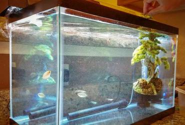 Setting Up a Hospital Tank: Step-by-Step 14-Day Treatment Plan