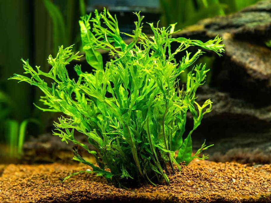 12 Aquarium Plants That Don’t Need Substrate (Perfect for Beginners) 12 Aquarium Plants That Don’t Need Substrate (Perfect for Beginners)