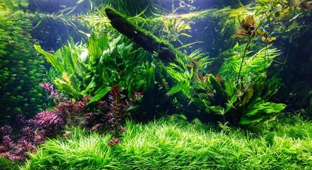 Low-Light Aquarium Plants for Beginners