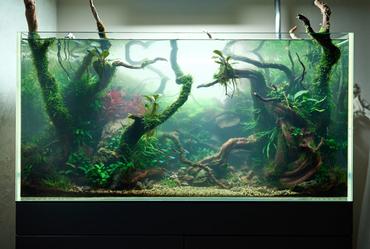 Beginner Aquarium Mistakes That Kill Fish in the First 30 Days