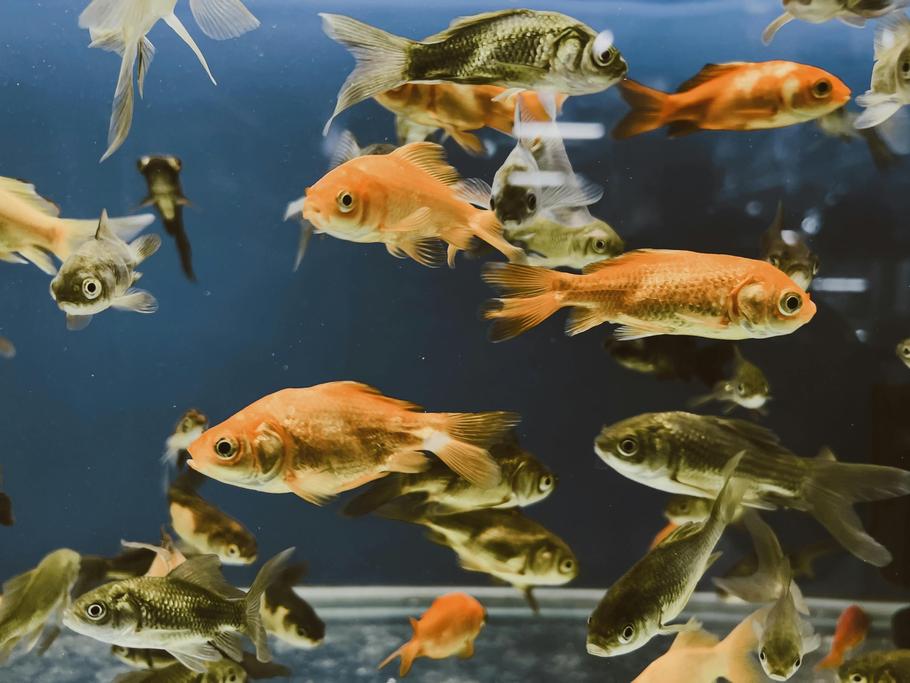 The Therapeutic Tank: How Fishkeeping Helps Manage ADHD, Anxiety, and Sensory Processing Disorders