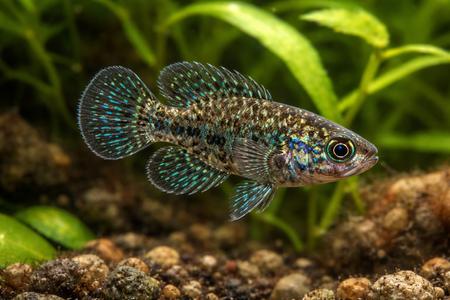 Small But Mighty: A Guide to Keeping the Everglades Pygmy Sunfish (Elassoma evergladei)
