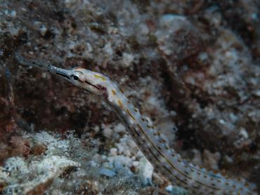 Freshwater Pipefish: The Challenge of Keeping the Sea Horse’s Cousin