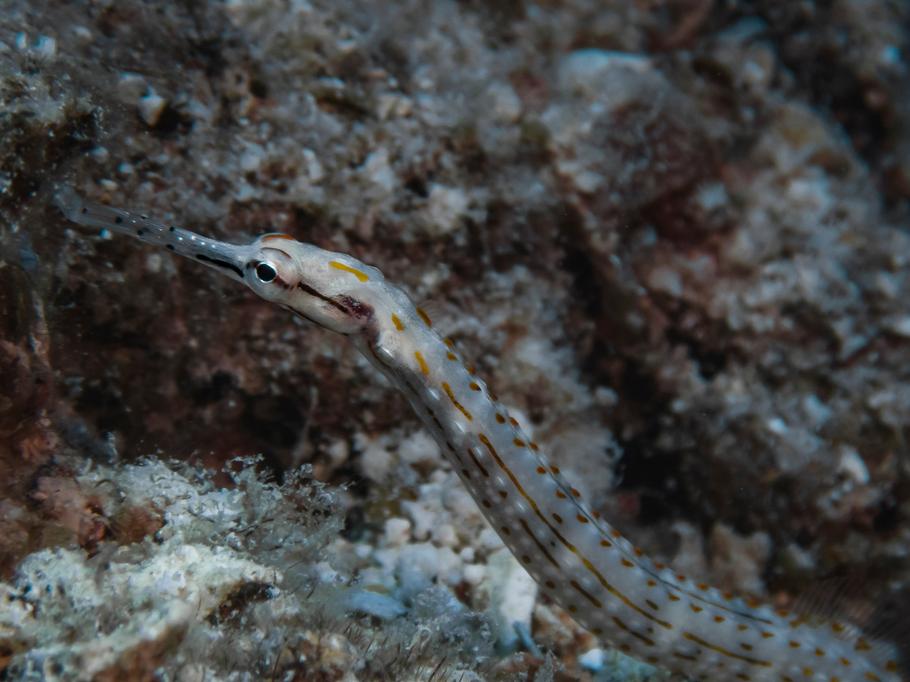 Freshwater Pipefish: The Challenge of Keeping the Sea Horse’s Cousin Freshwater Pipefish: The Challenge of Keeping the Sea Horse’s Cousin