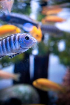 Computer Vision for Fish Health