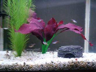 Fish Tank Maintenance and Cleaning