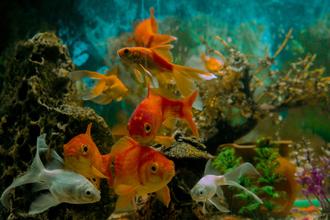 Off-Grid Aquarium Systems