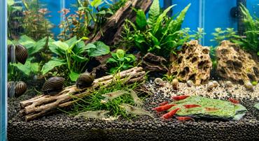 The Ultimate Shrimp & Snail Cleanup Crew Guide