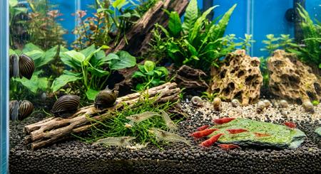 The Ultimate Shrimp & Snail Cleanup Crew Guide