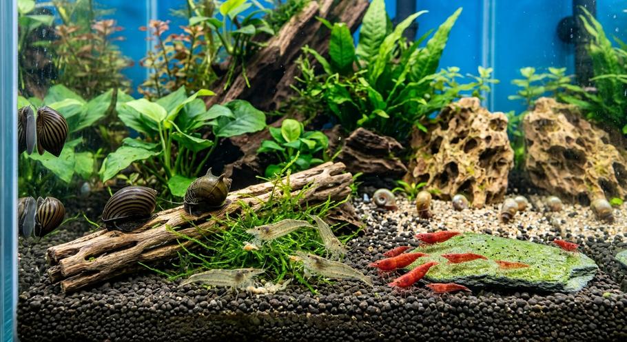 The Ultimate Shrimp & Snail Cleanup Crew Guide The Ultimate Shrimp & Snail Cleanup Crew Guide