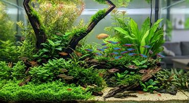Best Fish for Heavily Planted Aquariums