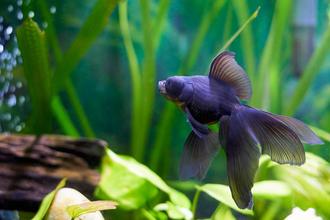 Wall Mounted Fish Tanks