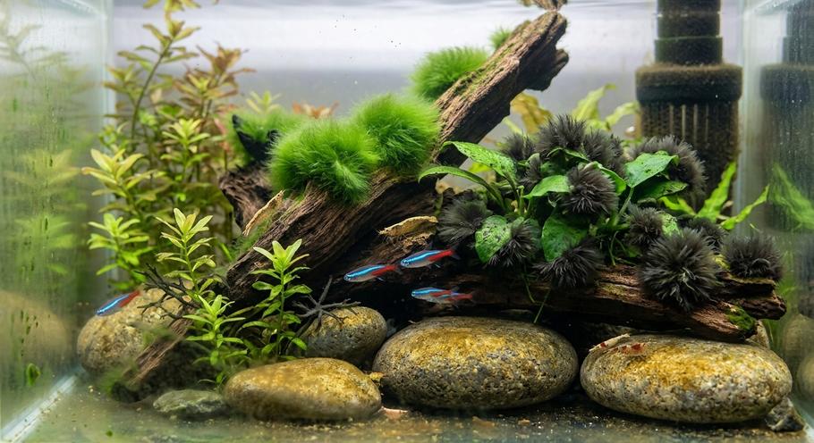 Aquarium Algae Identification Guide: Every Type of Algae Explained Aquarium Algae Identification Guide: Every Type of Algae Explained