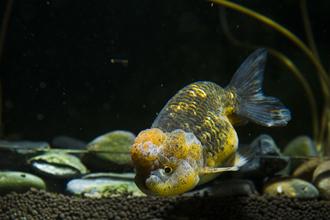 What Is A Refugium