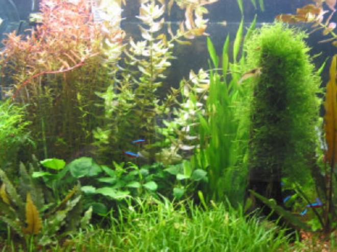 40 gallons planted tank (mostly live plants and fish) - My first planted tank attempt.