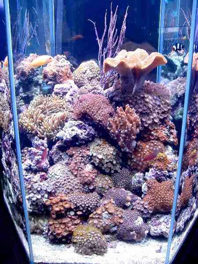 reef tank (mostly live coral and fish) - First Tank 55g f/o well set out that way but starting to dabble. Cleaner crew was next step then......
New pics of tank now updated. Check out my web site!!!