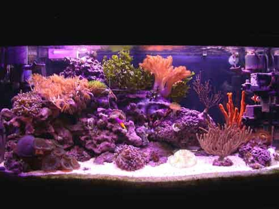 reef tank (mostly live coral and fish) - 40 gallon reef tank. No sump, no refugium.