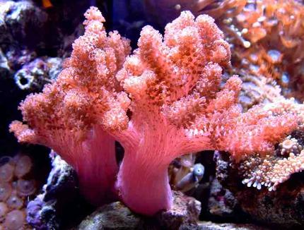 corals inverts - cladiella sp. - cauliflower colt coral - First Tank 55g f/o well set out that way but starting to dabble. Cleaner crew was next step then......
New pics of tank now updated. Check out my web site!!!