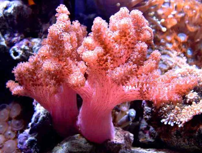 corals inverts - cladiella sp. - cauliflower colt coral - First Tank 55g f/o well set out that way but starting to dabble. Cleaner crew was next step then......
New pics of tank now updated. Check out my web site!!!