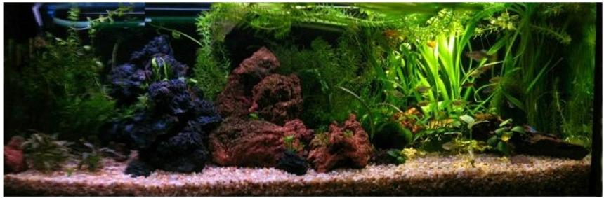 Rated #902: Planted Tank