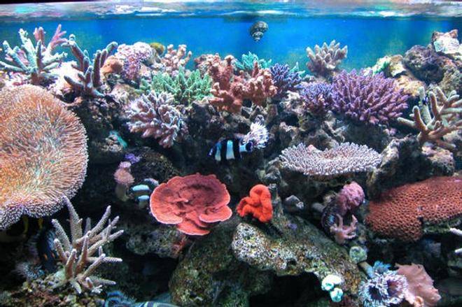 reef tank (mostly live coral and fish) - addicted reef bozo