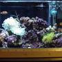 reef tank (mostly live coral and fish) - 2.5 gal tank, 3x 13watt lights, a 50 watt heater, mini HOB filter, small assorted corals, 1 O. Clown and 1cleaner shimp